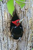 Crimson-crested Woodpecker